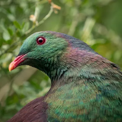 New Zealand Pigeon