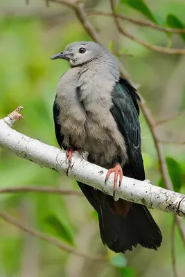 Pacific Imperial-Pigeon