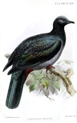 Christmas Imperial-pigeon