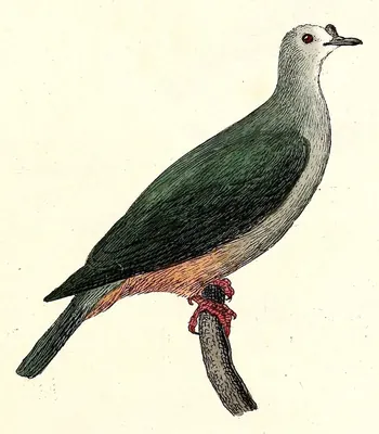 Dúcula de Micronesia