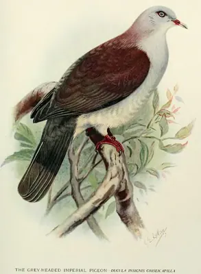 Mountain Imperial-pigeon