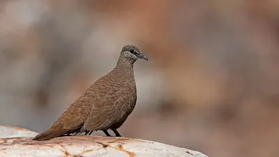 White-quilled Rock-Pigeon
