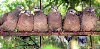 White-eared Brown Dove