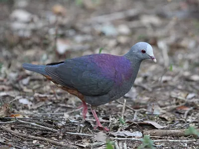 Grey-headed Quail-dove