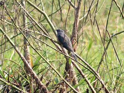 Plaintive Cuckoo
