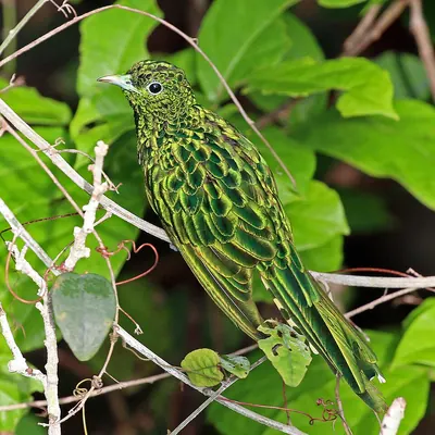 Emerald Cuckoo