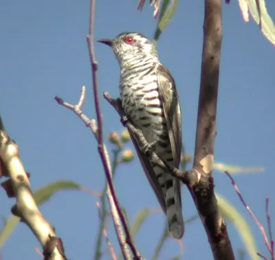 Little Bronze Cuckoo