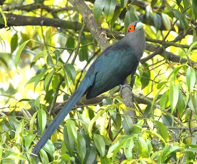 Rhopodytes sumatranus