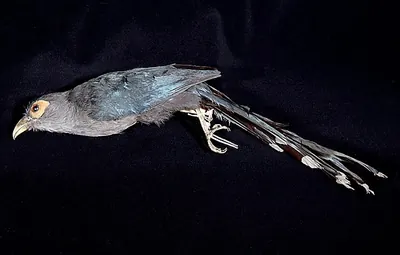 Rhopodytes diardi
