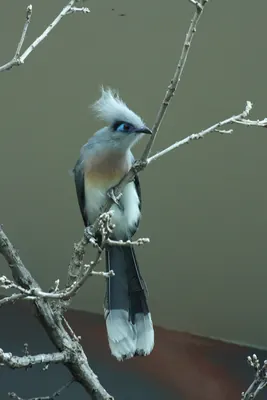 Crested Coua