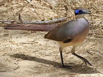 Red-capped Coua