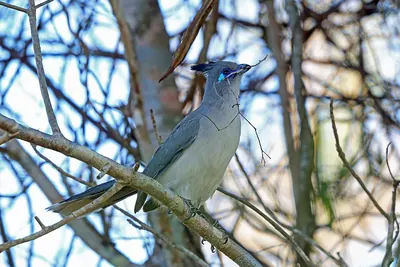 Verreaux's Coua