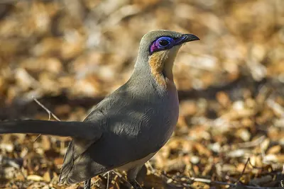 Running Coua