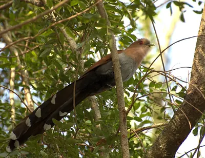 Common Squirrel-cuckoo