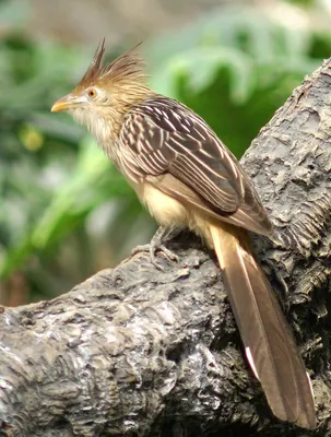 Guira Cuckoo