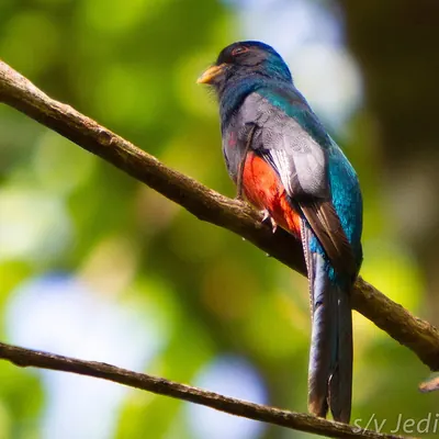 Slaty-tailed Trogon