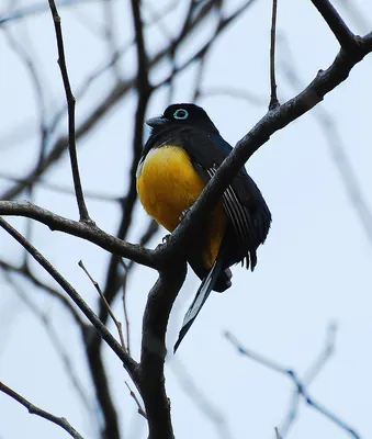 Black-headed Trogon
