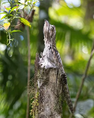 Common Potoo
