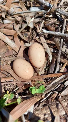 Fiery-necked Nightjar