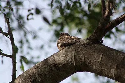 Antillean Nighthawk