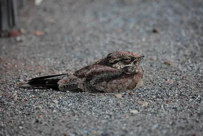 Spotted Nightjar