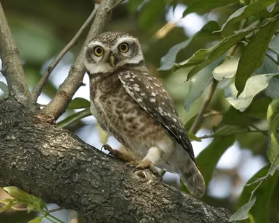 Spotted Owlet