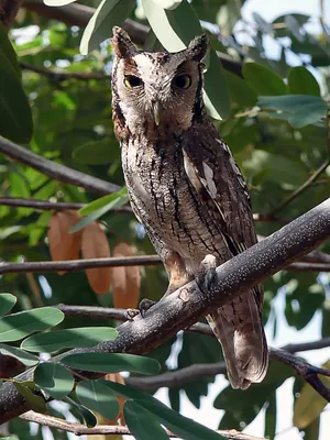 Tropical Screech-Owl
