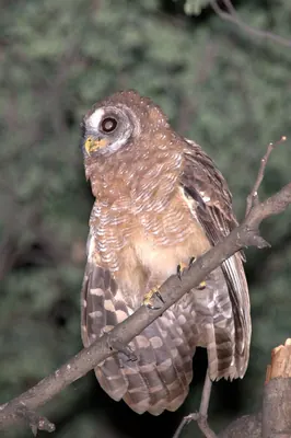 Wood Owl