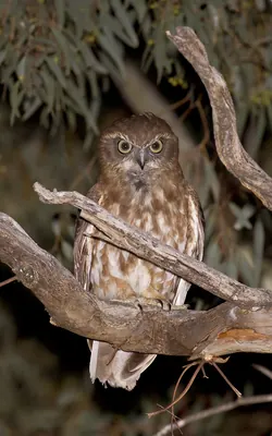 Southern Boobook