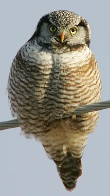 Northern Hawk-Owl