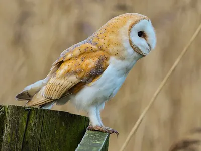 Western Barn Owl