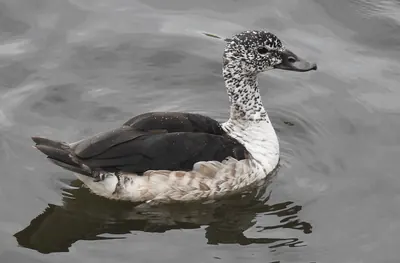 Knob-billed Duck