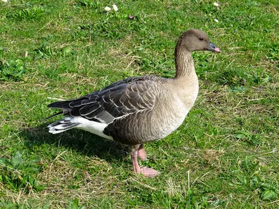 Pink-footed Goose