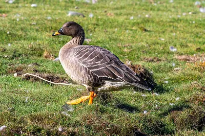 Taiga Bean Goose