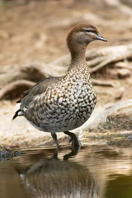 Maned Duck