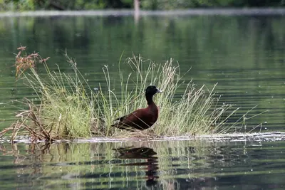 Hartlaub's Duck