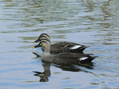 Chinese Spot-billed Duck