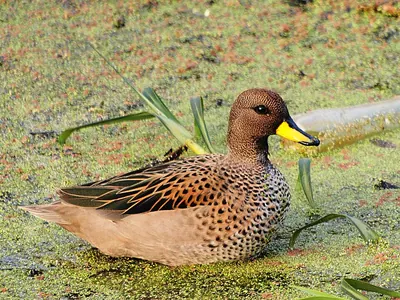 Yellow-billed Teal