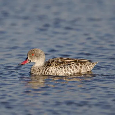 Cape Teal