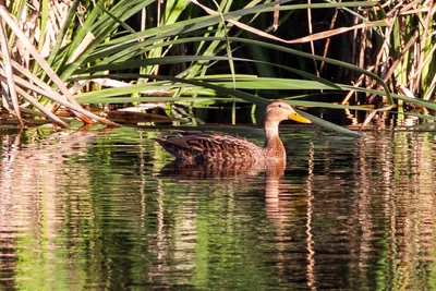 Canard du Mexique