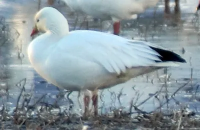 Ross's Goose
