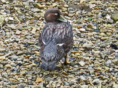 Falkland Steamerduck