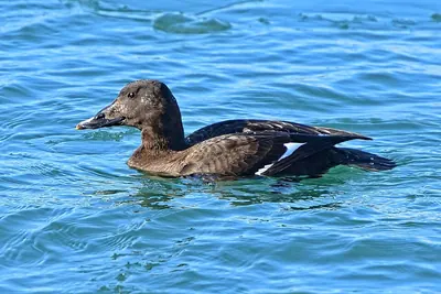 White-winged Scoter