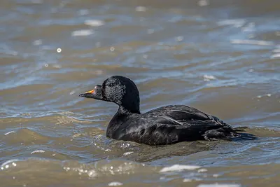 Common Scoter