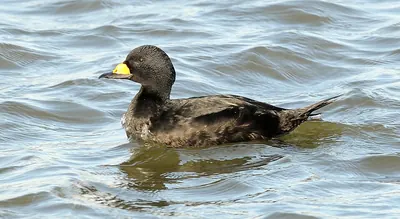 American Scoter