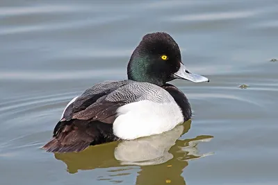 Lesser Scaup