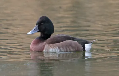 Baer's Pochard