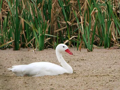 Coscoroba Swan
