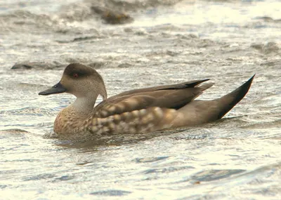 Crested duck