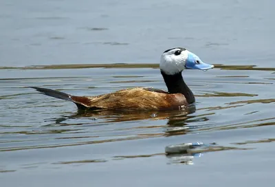 White-headed duck